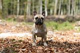 BOULEDOGUE FRANCAIS 1043